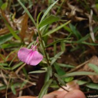 Pigea enneasperma (L.) P.I.Forst.
